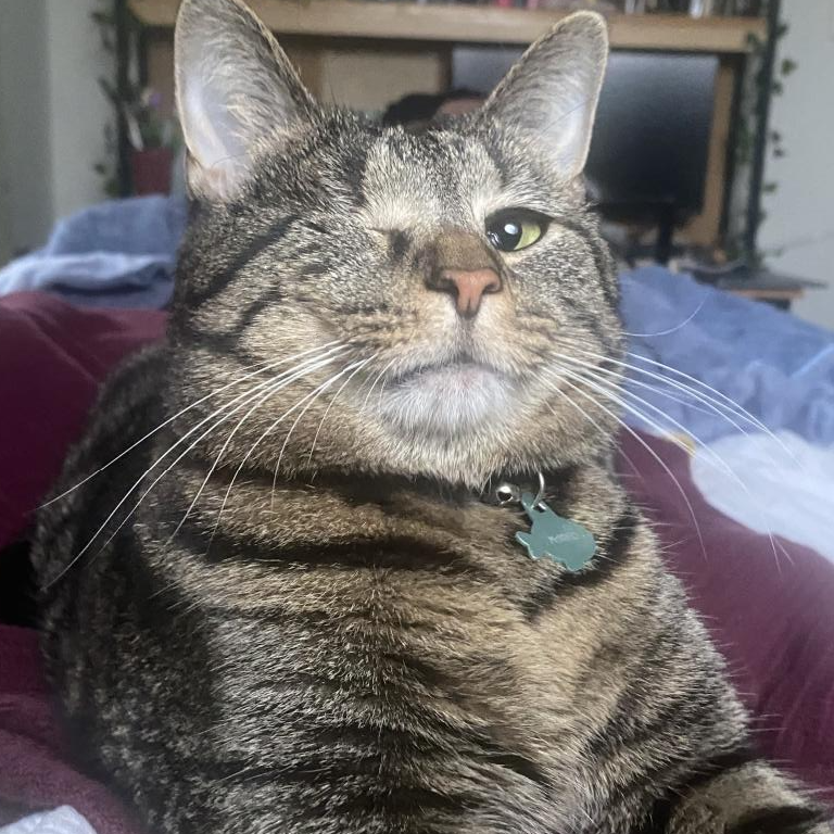 A picture of a one eyed short haird grey striped tabby.