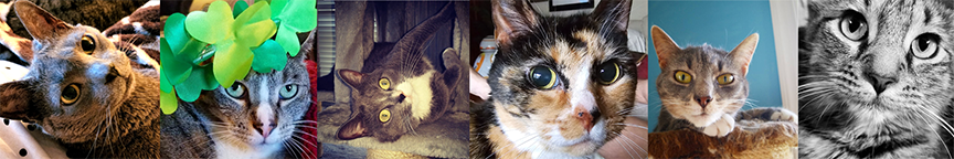 A row of six images of cats: A grey Russian Blue, a grey, black and white tabby, a dark grey and white shorthair, a polydactyl tortoiseshell, a light grey and white shorthair, and a black and white of a long haired striped tabby. 