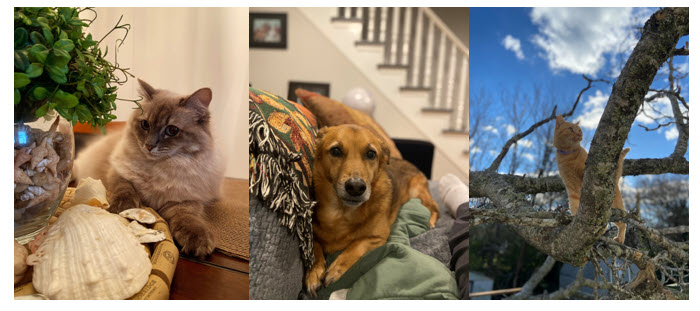 A series of three photos: one of a fluffy cream and brown cat, one of a meduim brown dog, and an oragne cat outside on a tree limb.