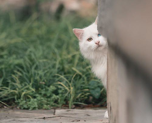 Cat peeking around corner of cement wall.