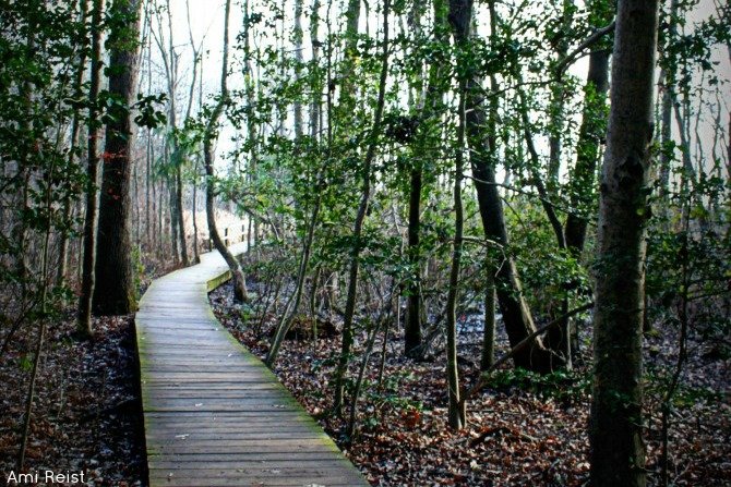 Wooden pathway through trees at Pemberton Park