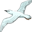 Seagull in flight