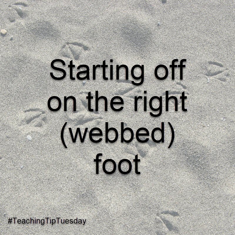 Starting off on the right (webbed) foot.
