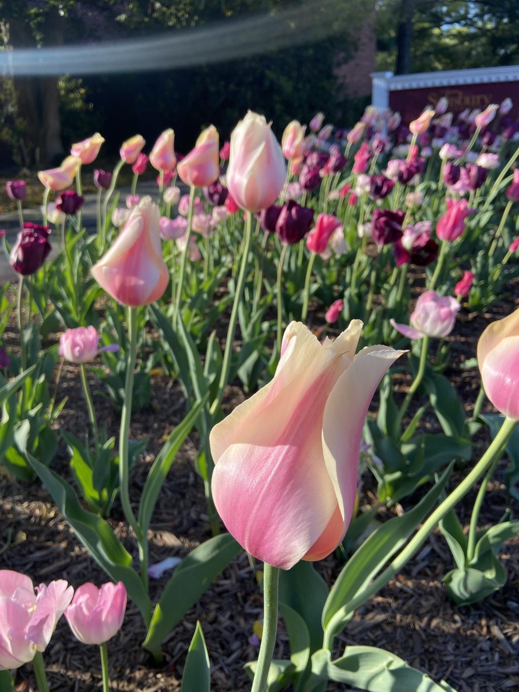 Multiple colors of Tulip flowers at Salisbury University