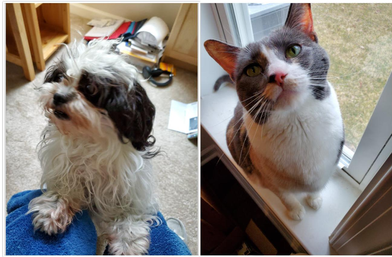 Two pictures side by side, one of a small black and white dog and one of a short haired grey and white cat.