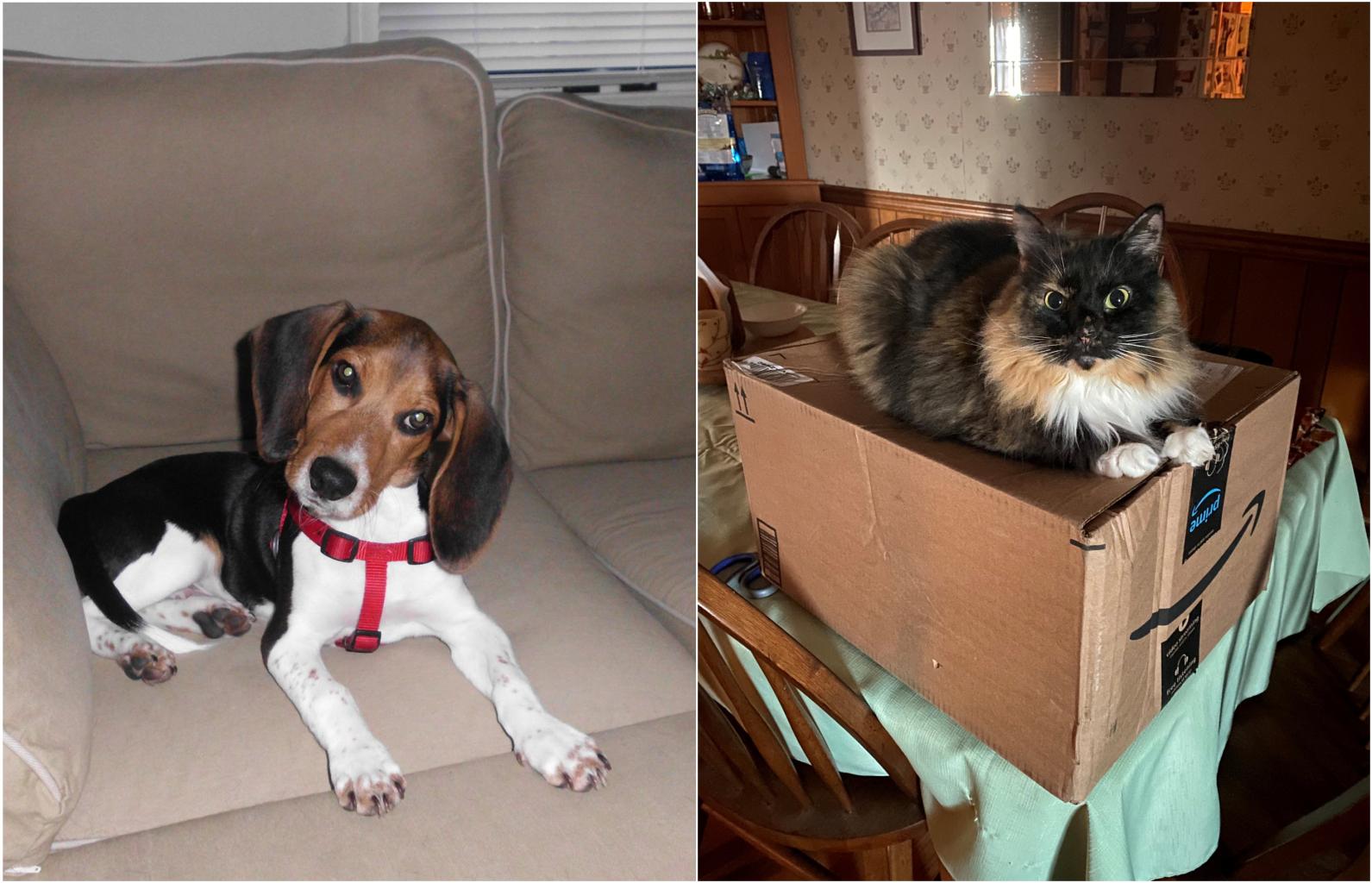 Two side by side photos, one of a beagle with a tilted head and one of a fluffy tri-colored cat sitting on a box.