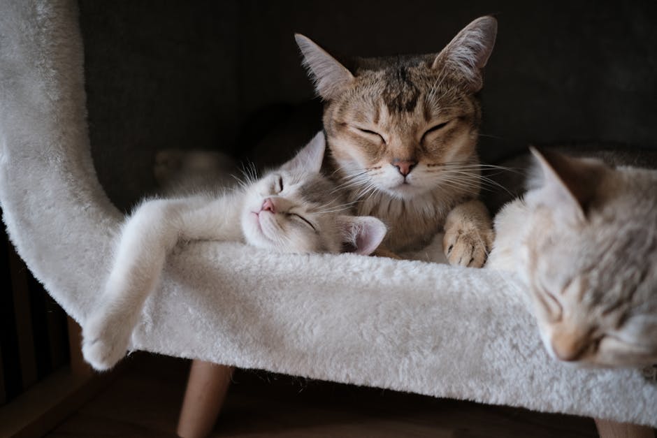 Cats relaxing and sleeping in a cozy cat bed.