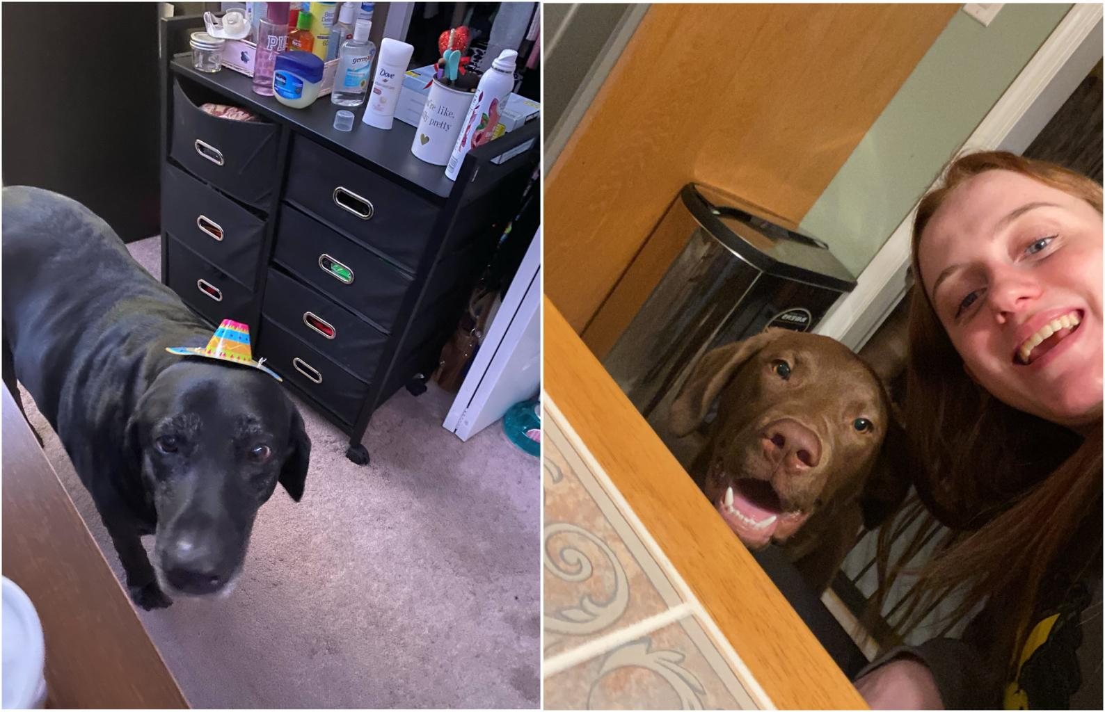 two photos side by side: one of a large black dog with a hat on his head and one of a MacKenzie with a large brown dog.