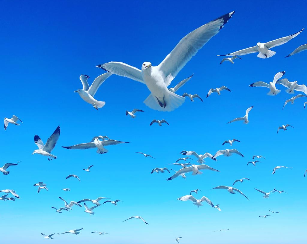 Seagulls in flight at Lewes beach taken by Sara Prebenda